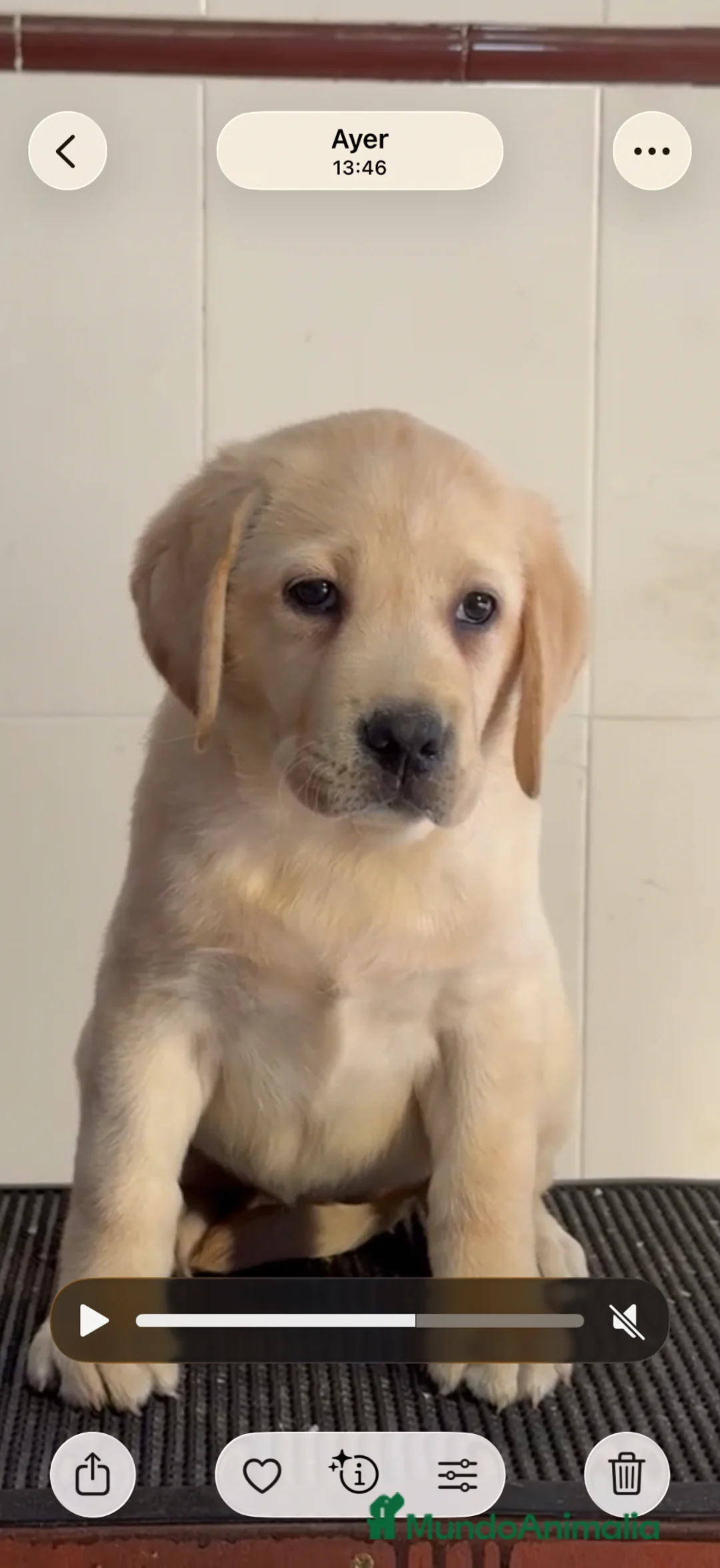 Labrador Retriever perros en venta: CACHORROS LABRADOR RETRIEVER DE PINECAN  - Anuncio 1