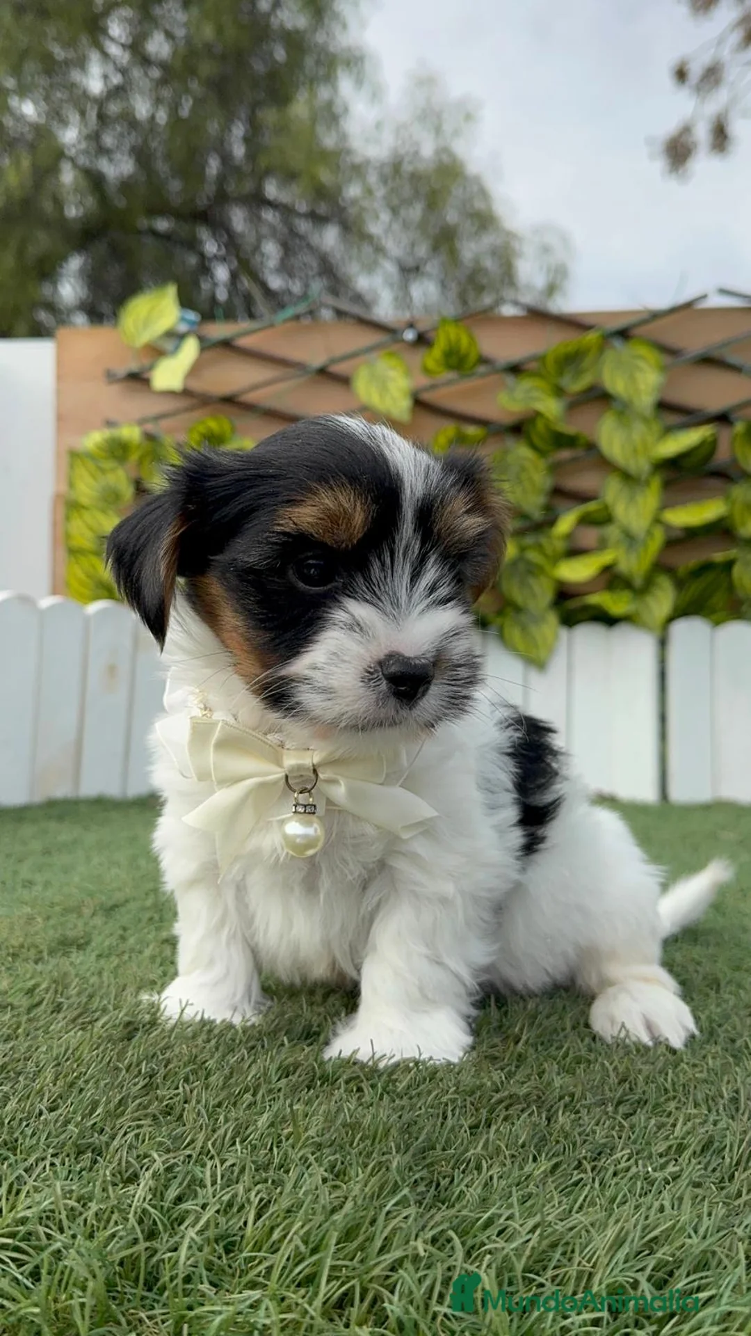 Yorkshire Terrier perros en venta: YORKSHIRE BIEWER - Anuncio 4