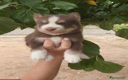 Husky Siberiano perros en venta: Husky  - Imagen 3