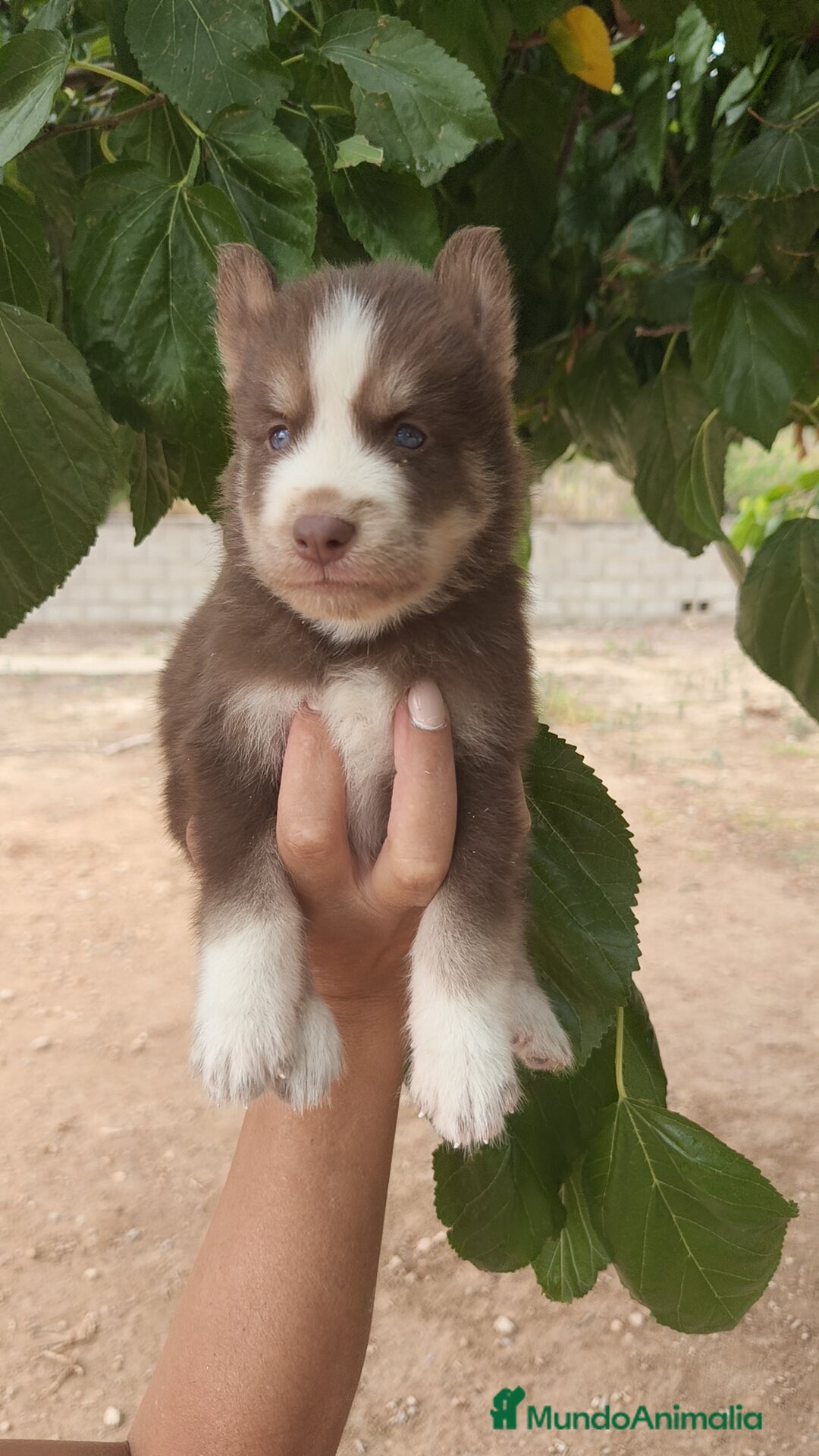 Husky Siberiano perros en venta: Husky  - Imagen 3