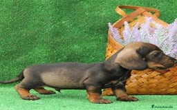 Teckel perros en venta: 🐶✨ Cachorro Teckel – 2 meses ✨🐾 - Imagen 1