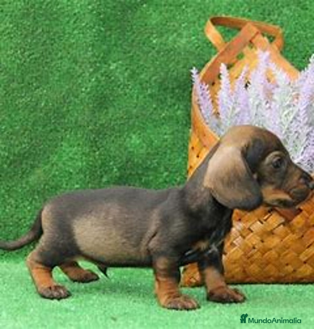 Teckel perros en venta: 🐶✨ Cachorro Teckel – 2 meses ✨🐾 - Imagen 1