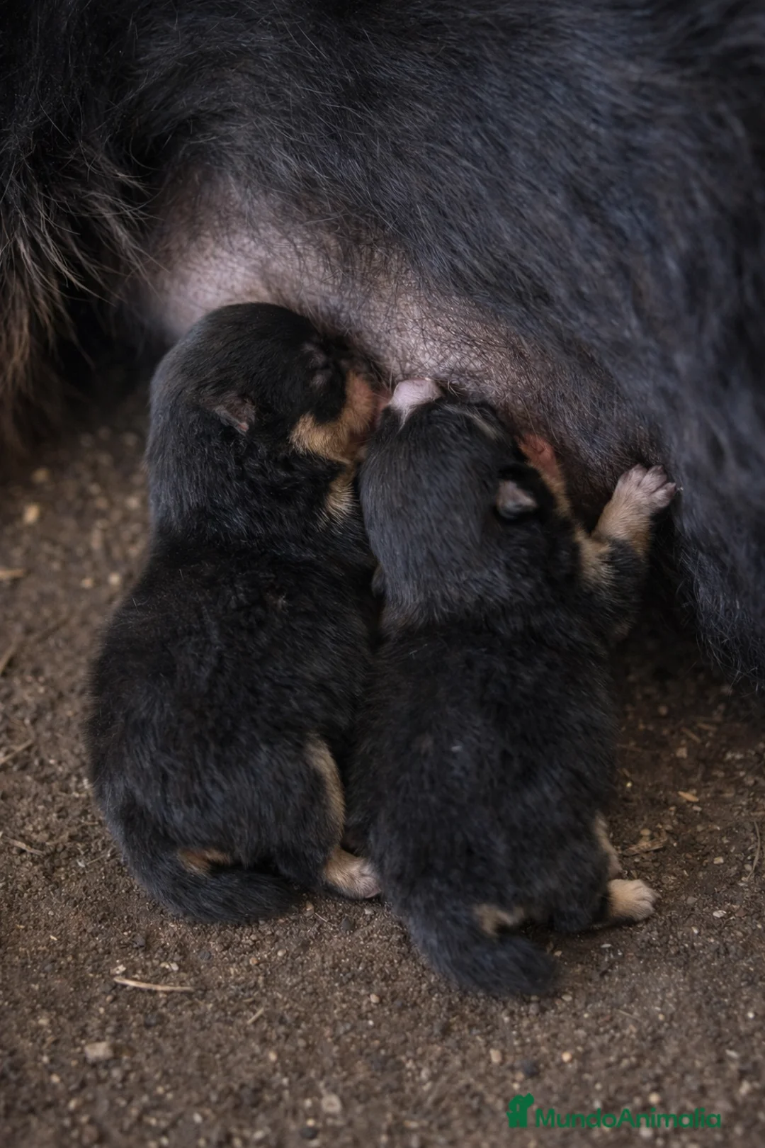 Pomerania perros en venta: Pomerania  - Anuncio 2
