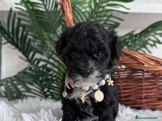 Caniche Toy perros CANICHE TOY HEMBRA - Anuncio 1