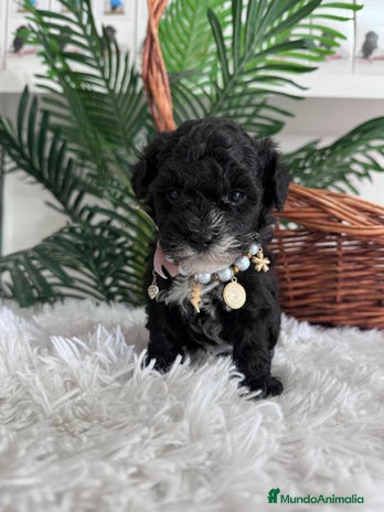 Caniche Toy perros CANICHE TOY HEMBRA - Anuncio 6