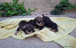 Teckel perros en venta: Teckel Standard Pelo Duro - Imagen 2