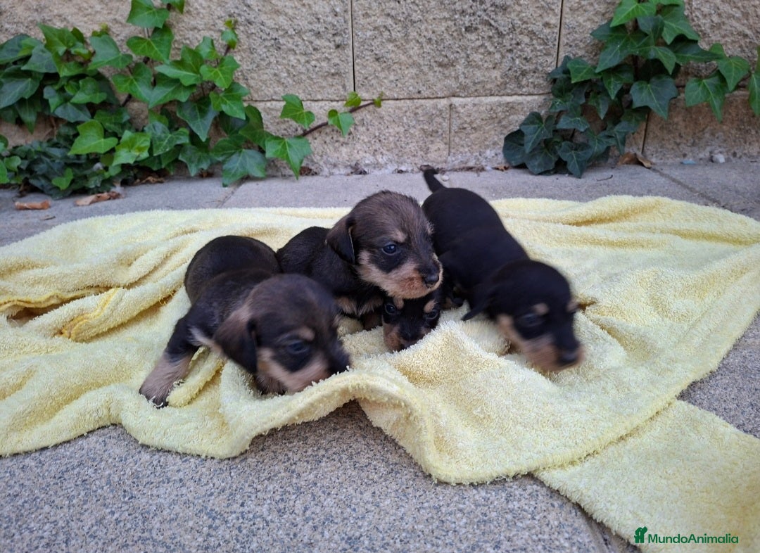 Teckel perros en venta: Teckel Standard Pelo Duro - Imagen 2