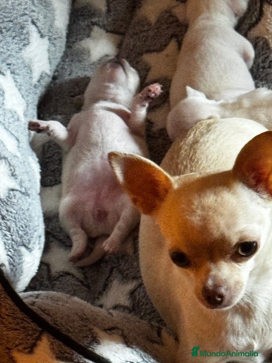 Chihuahua perros en venta: Chihuahua  - Imagen 8