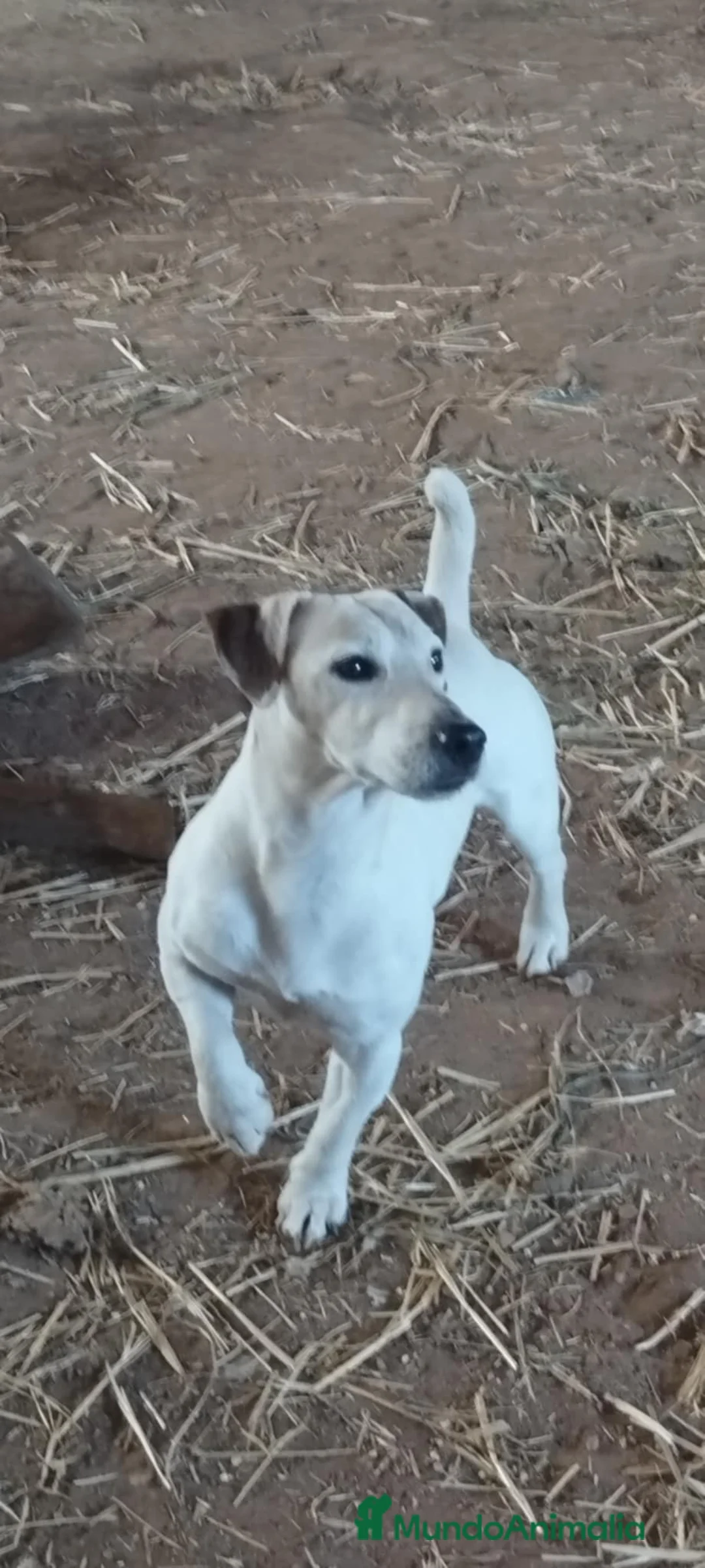 Jack Russell Terrier perros en venta: Jack Russell  - Anuncio 1