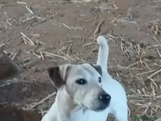 Jack Russell Terrier perros Jack Russell - Anuncio 2