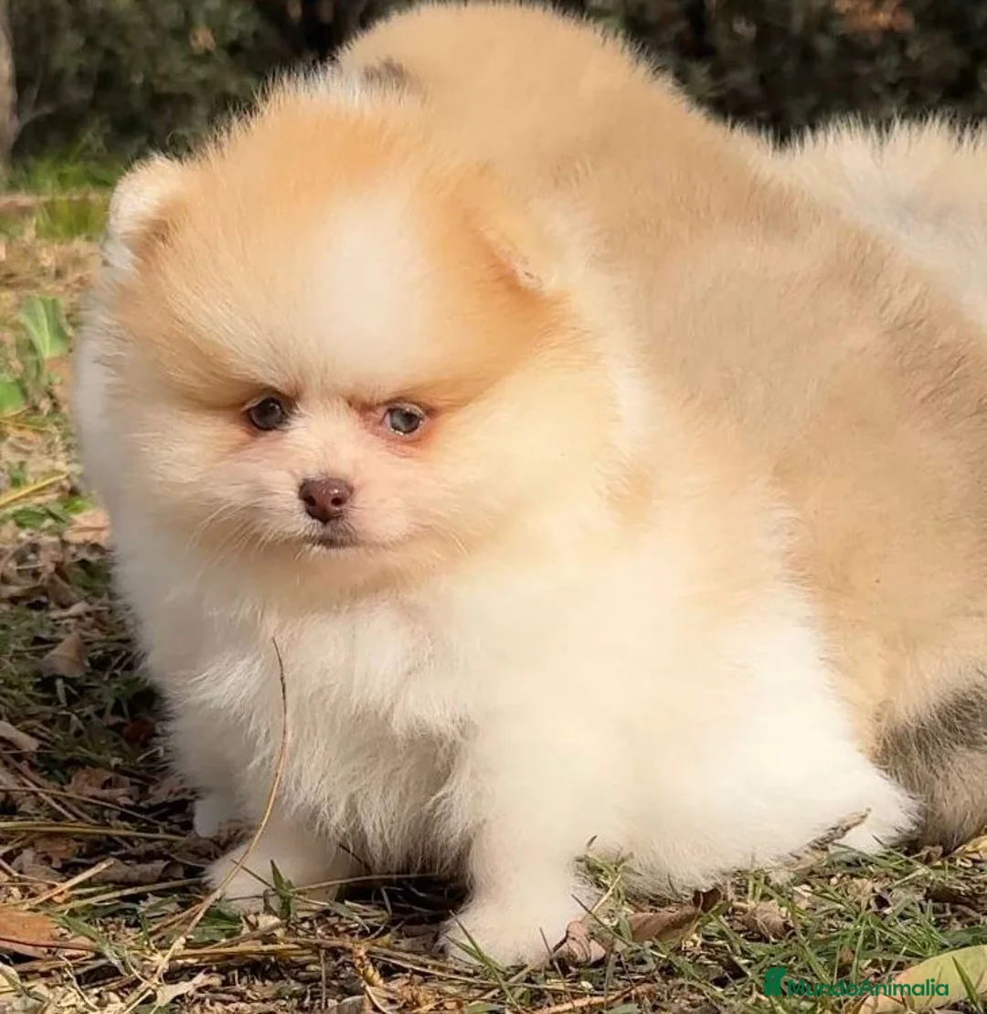 Pomerania perros en venta: POMERANIA LULU BOO en Barcelona - Anuncio 2