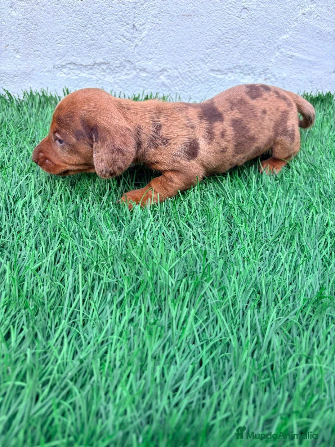 Teckel Miniatura perros en venta: Teckel miniatura merle chocolate  - Anuncio 1