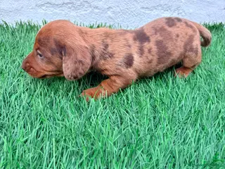 Teckel Miniatura perros Teckel miniatura merle chocolate - Anuncio 2