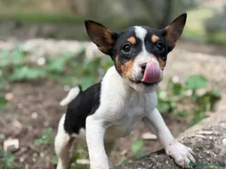 Basenji perros 🐾 Cachorros Basenji Exclusivos 🐾 - Anuncio 1