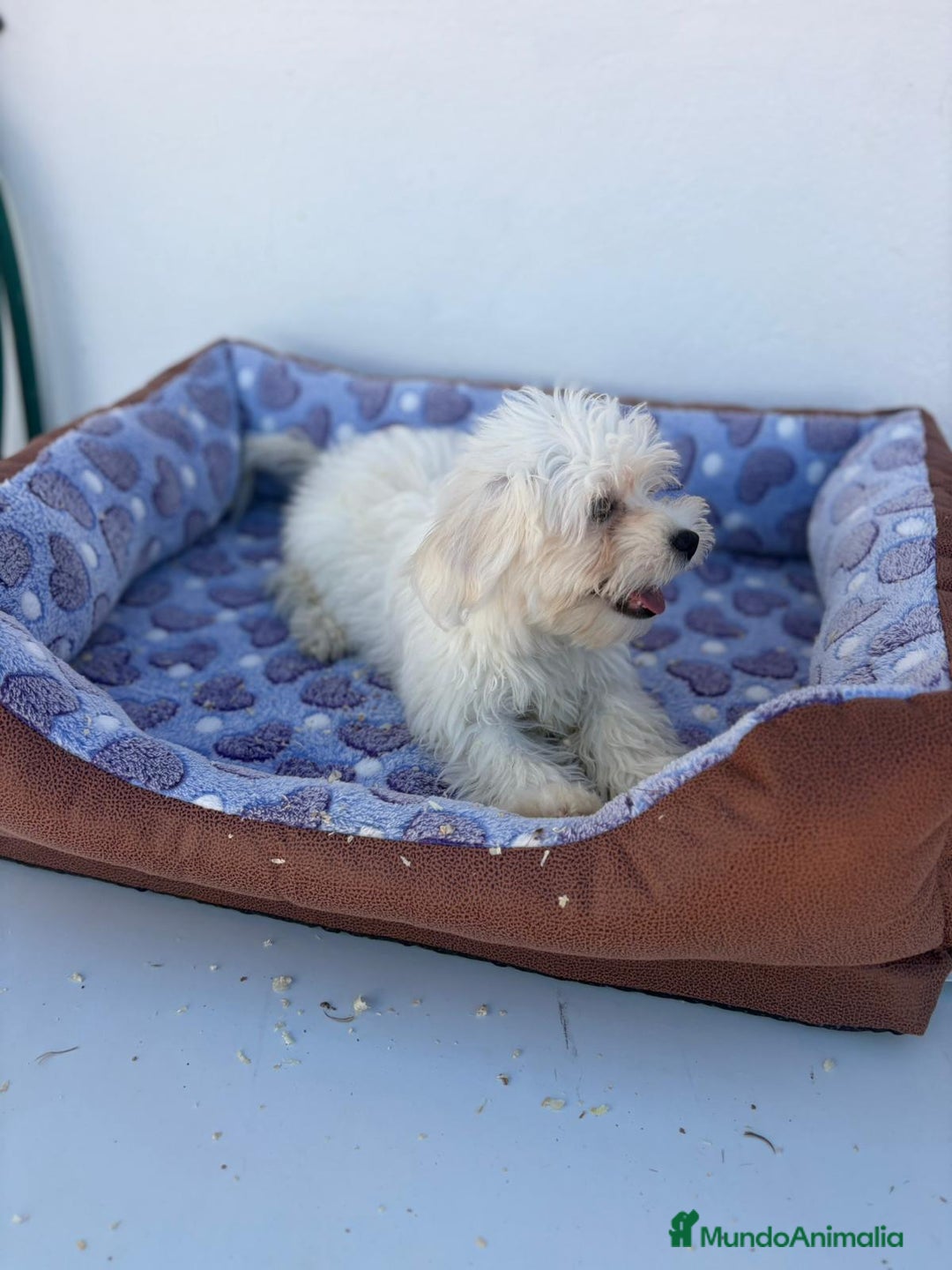Bichón Maltés perros en venta: Bichon maltés  - Imagen 2