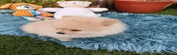 Pomerania perros en venta: Impresionantes pomeranias - Anuncio 7