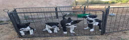 Border Collie perros en venta: Cachorros border collie 350€ - Anuncio 3