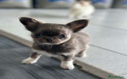 Chihuahua perros en venta: CHIHUAHUA - Imagen 1