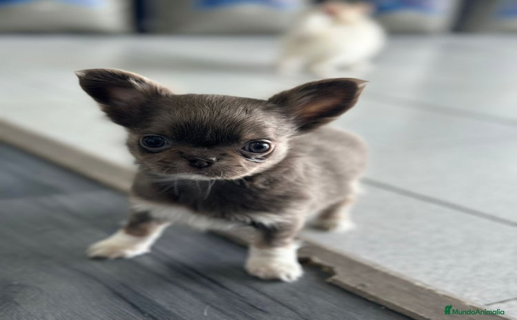 Chihuahua perros - Propaganda 1