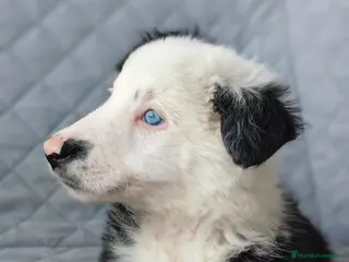 Border Collie perros BORDER COLLIES - Anuncio 1