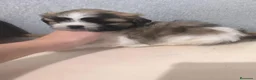 Shih Tzu perros en venta: Shihtzu mini en Curtis ,la Coruña  - Anuncio 3