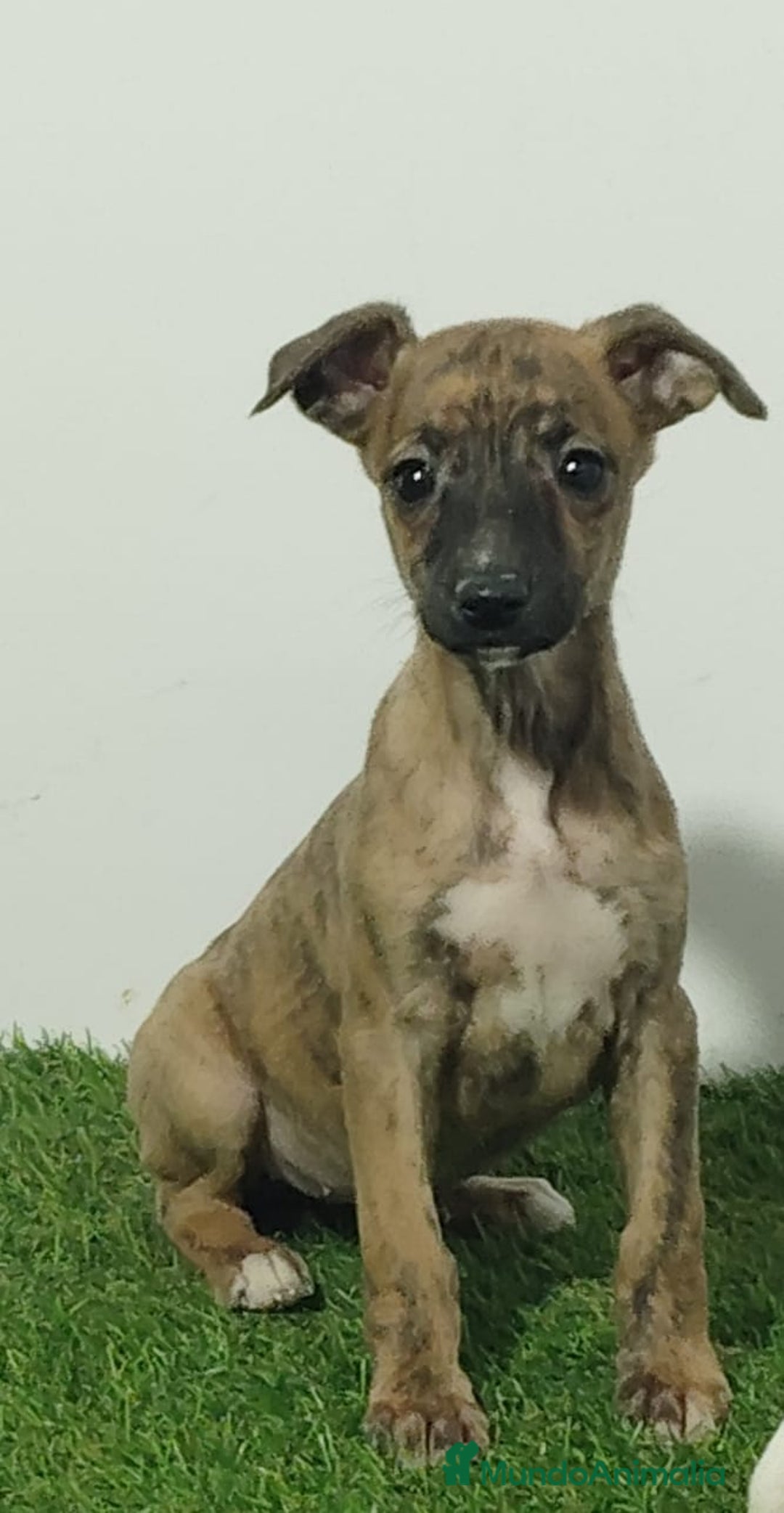 Whippet perros en venta: WHIPPET - Anuncio 1