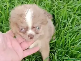 Chihuahua perros Macho Chihuhua pelo largo - Anuncio 4