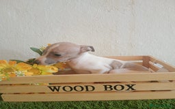 Pequeño Lebrel Italiano perros en venta: Piccolo italiano  - Imagen 13