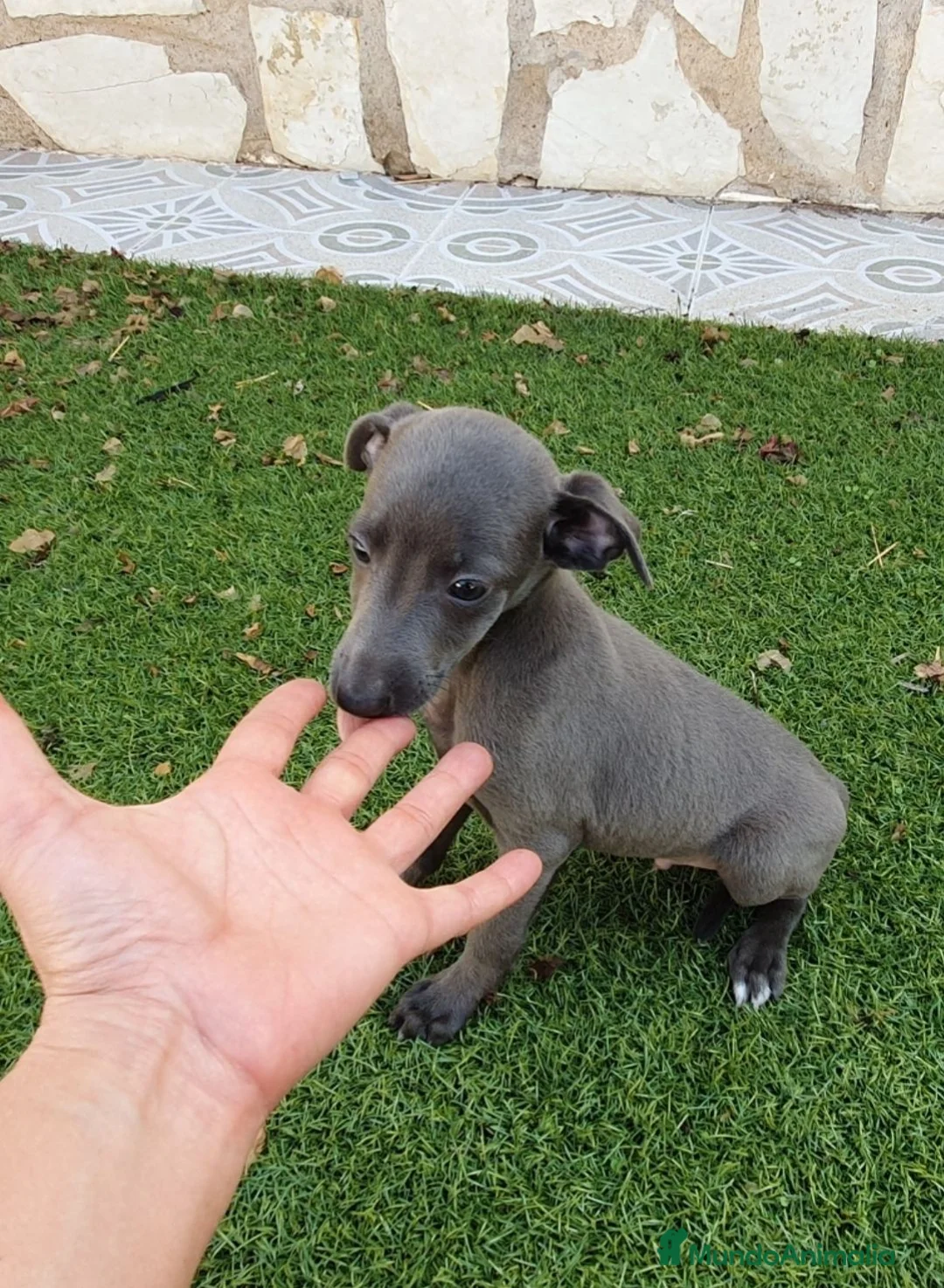 Pequeño Lebrel Italiano perros en venta: Galgo Italianos Blue - Anuncio 3