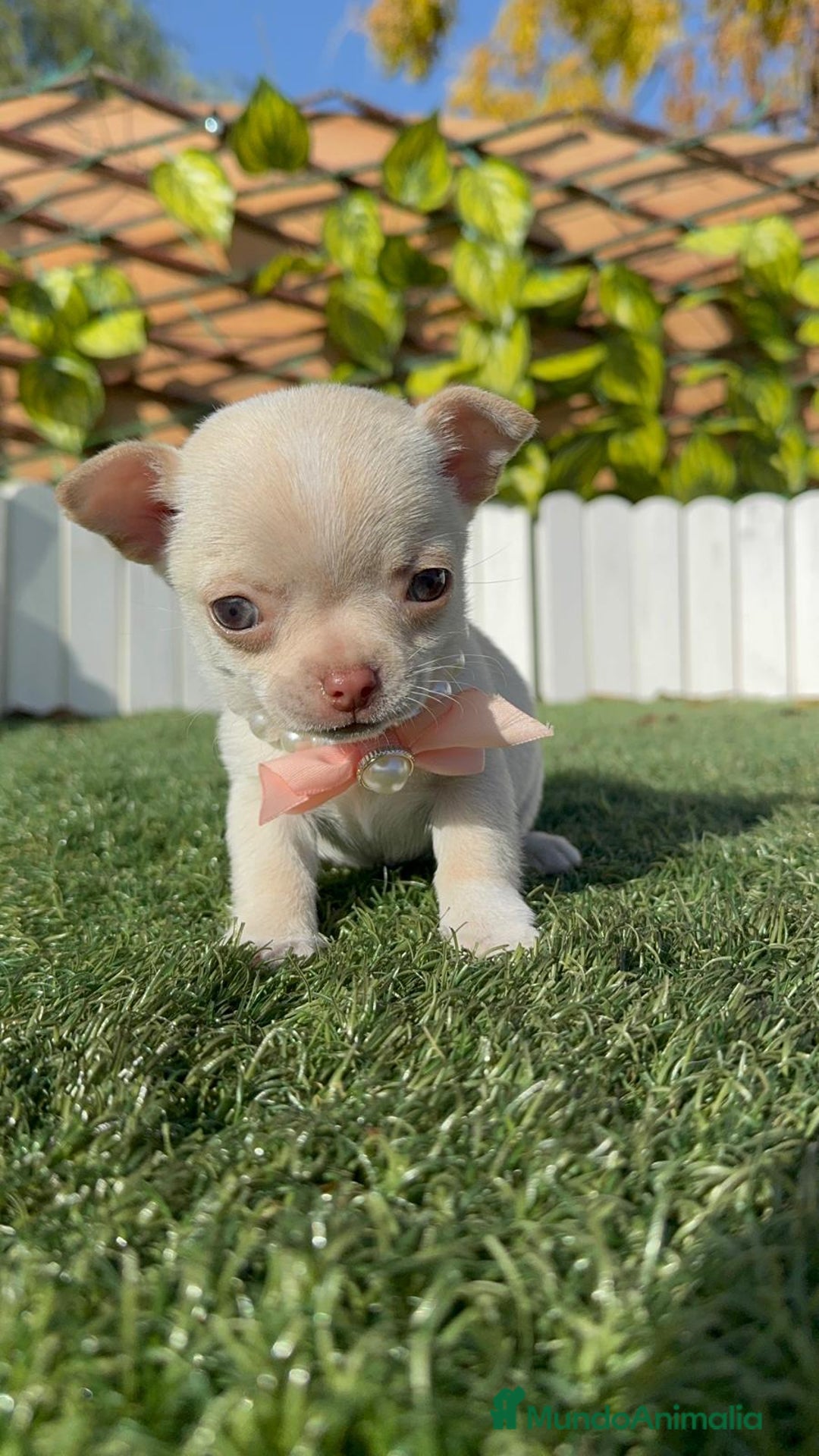 Chihuahua perros en venta: CHIHUAHUA HEMBRA - Anuncio 10