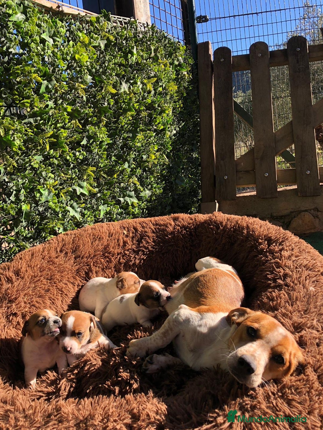 Jack Russell Terrier perros en venta: Tiernas Jack Russell Terrier🤍🤎 - Anuncio 1