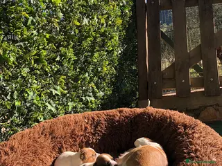 Jack Russell Terrier perros Tiernas Jack Russell Terrier🤍🤎 - Anuncio 22