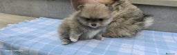 Pomerania perros en venta: Cachorros de pomerania toy  - Anuncio 4