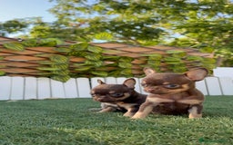 Chihuahua perros en venta: CHIHUAHUA MACHO - Imagen 11