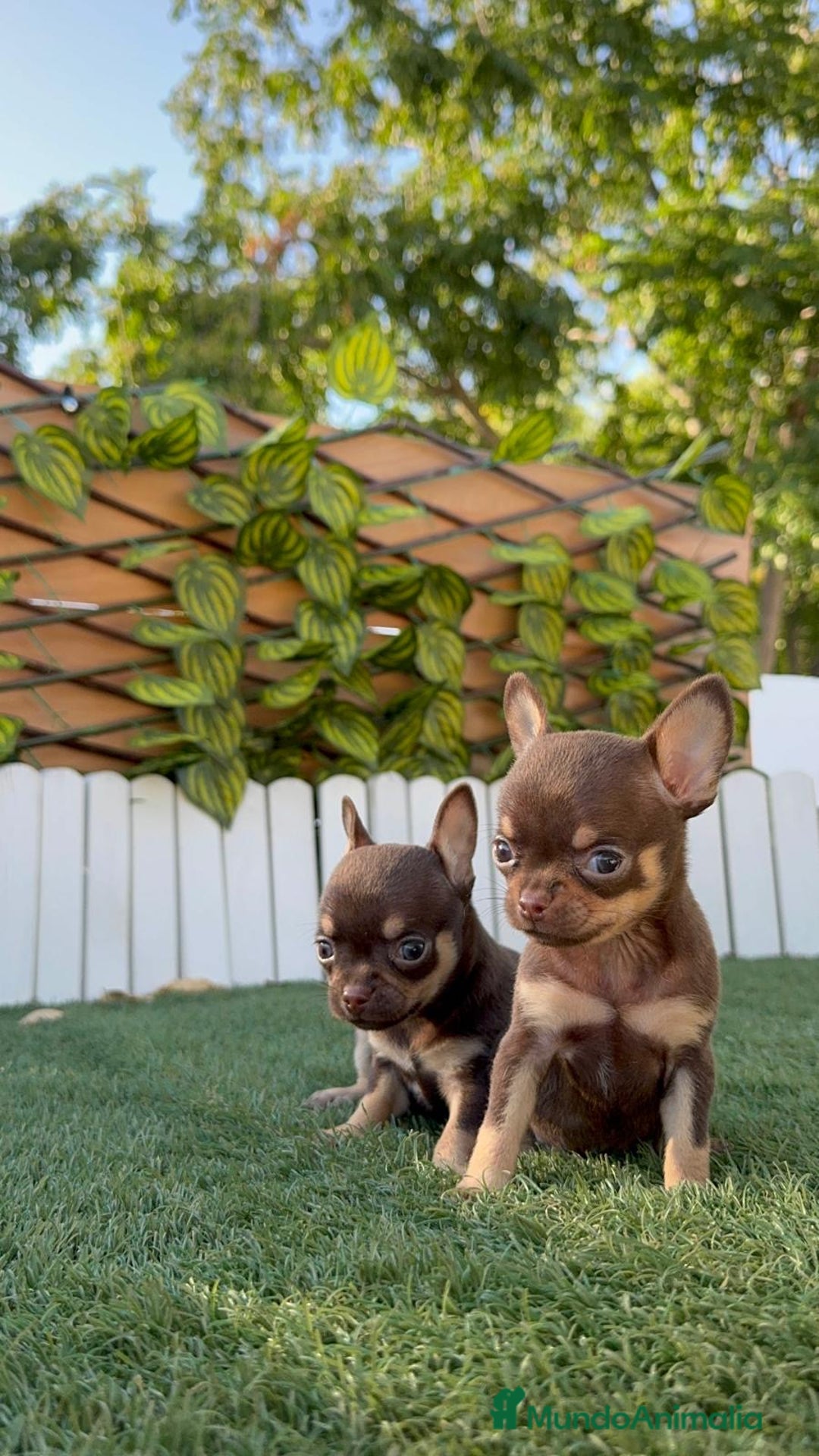 Chihuahua perros en venta: CHIHUAHUA MACHO - Imagen 11