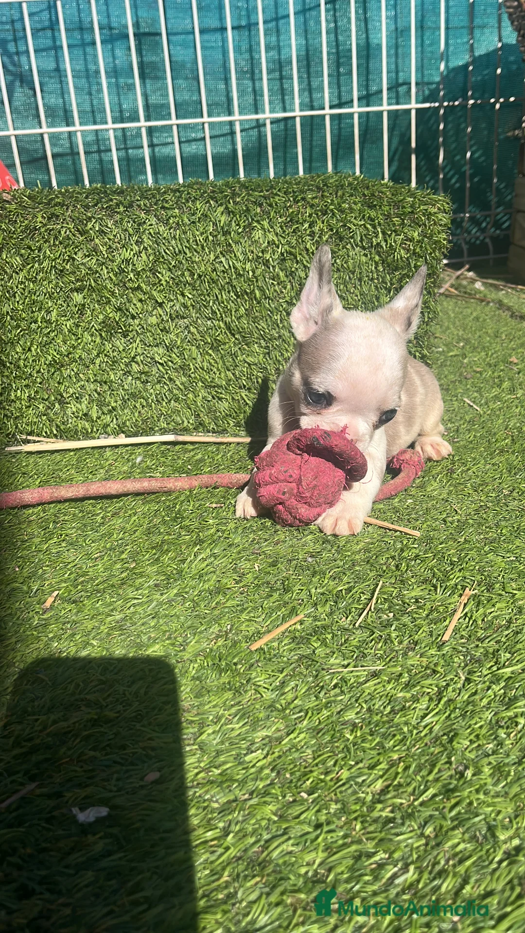 Bulldog Francés perros en venta: “No todos los bulldog francés MERLE son iguales - Anuncio 2