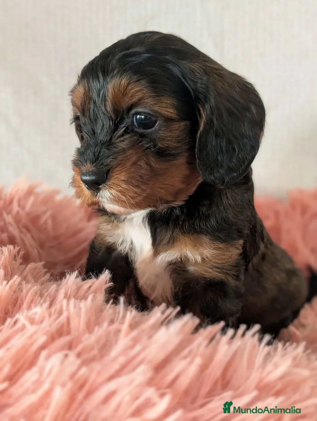 Cockapoo perros en venta: Última hembra  - Anuncio 2