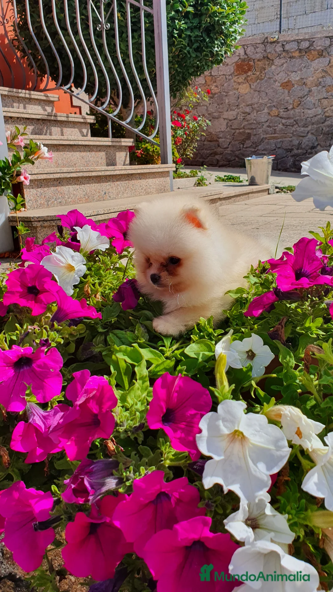 Pomerania perros en venta: POMERANIA  - Anuncio 6