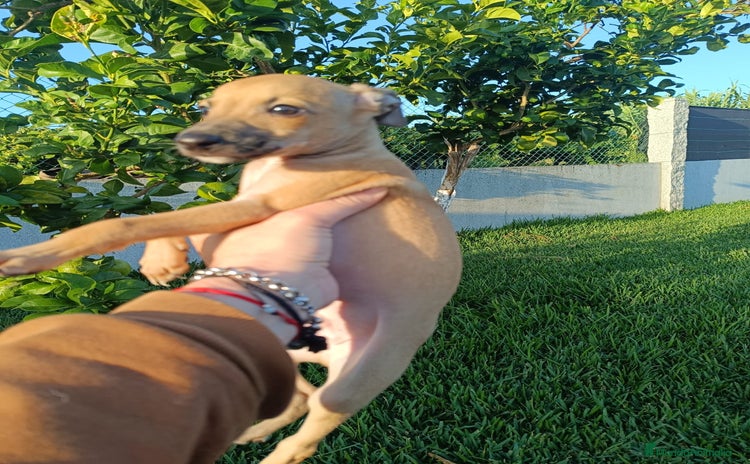 Pequeño Lebrel Italiano perros - Anuncio 1
