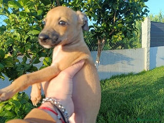 Pequeño Lebrel Italiano perros - Anuncio 35