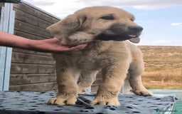 Mastín Español perros en venta: Espectaculares cachorros de Mastín Español  - Imagen 5