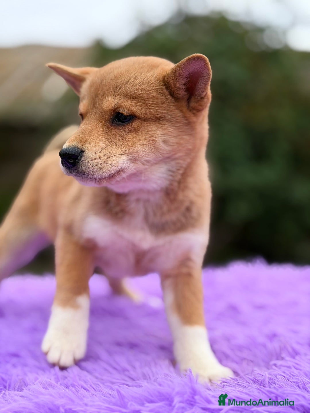 Shiba Inu perros en venta: Shiba Inu roja  - Anuncio 4