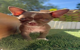 Chihuahua perros en venta: CHIHUAHUA MACHO - Imagen 6