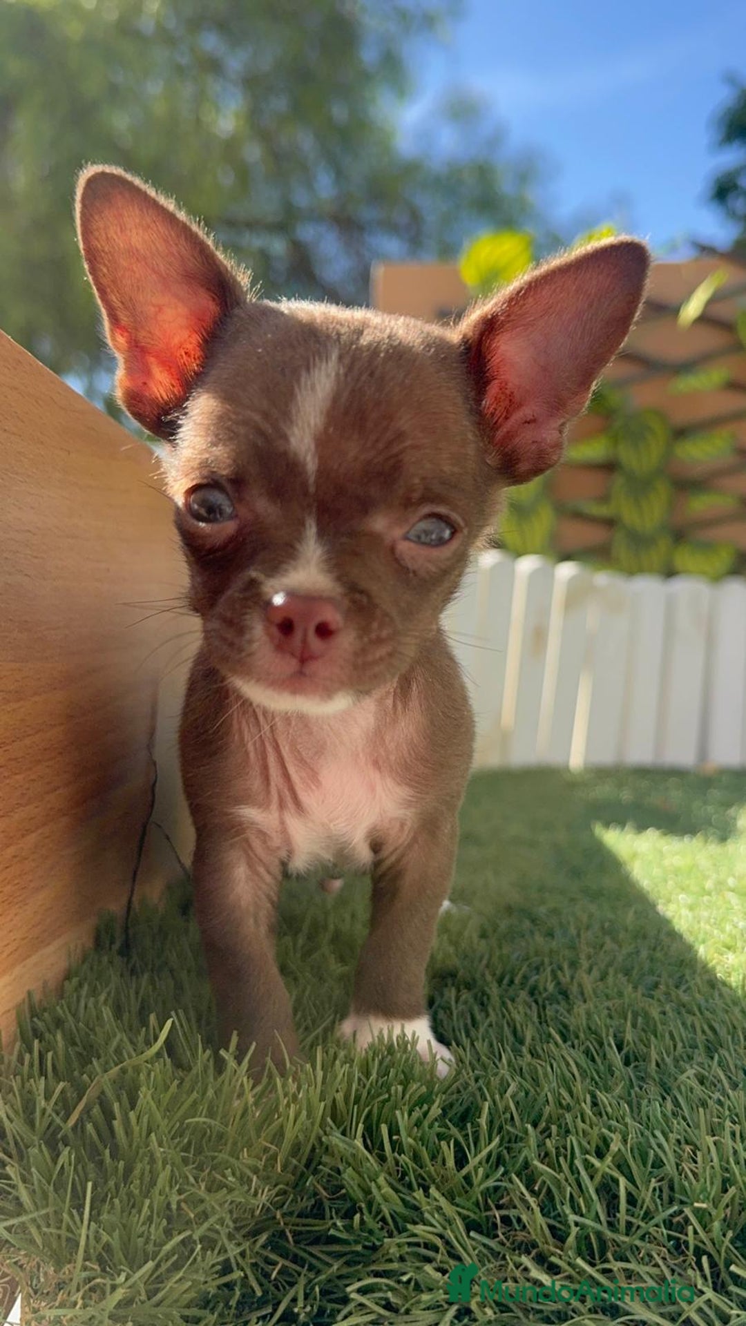 Chihuahua perros en venta: CHIHUAHUA MACHO - Imagen 6