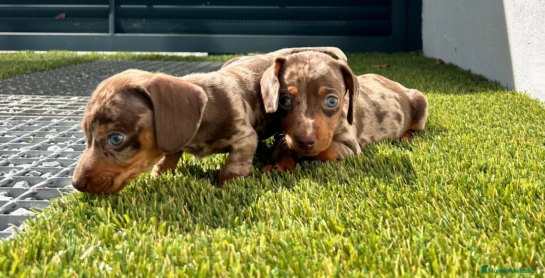 Teckel Miniatura perros en venta: Teckel miniatura  - Anuncio 5