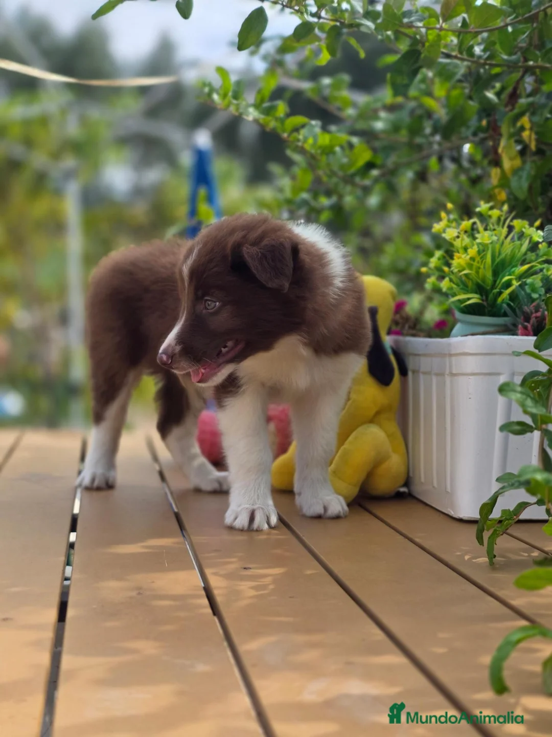 Border Collie perros en venta: Border collie chocolate. Machos. Fotos reales - Anuncio 6