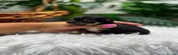 Chihuahua perros en venta: CHIHUAHUA - Anuncio 4
