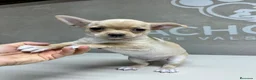 Chihuahua perros en venta: Chihuahuas  - Anuncio 3