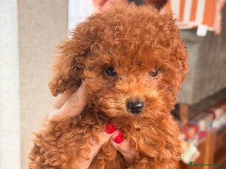 Caniche Toy perros Apricote - Anuncio 1