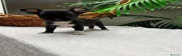 Chihuahua perros en venta: CHIHUAHUA HEMBRA - Anuncio 2
